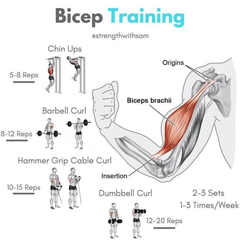 Bicep Workouts for Strength With the Best Bicep .